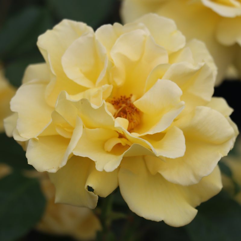 Bush Rose 'Precious Gold' 3 Litres